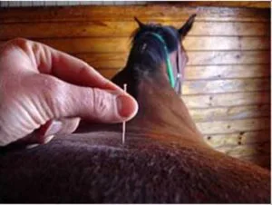 protectcomplementaryvettherapie