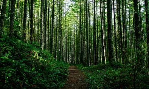 ​Opposition to Proposed Townhome Development on Ramblewood Drive