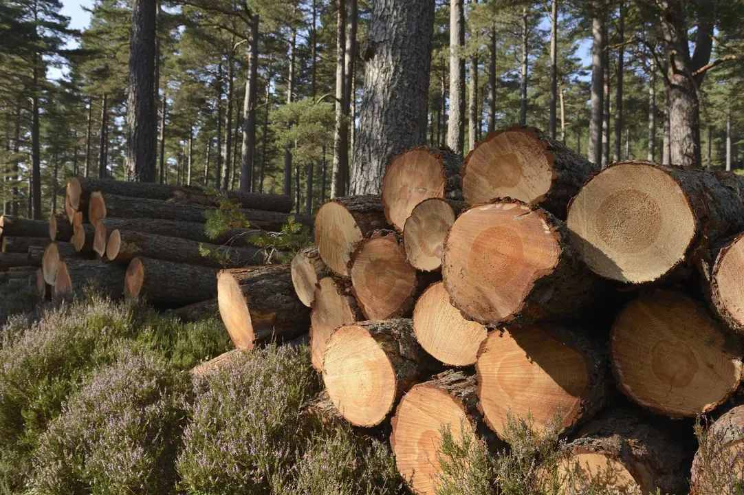 Growing Scotlands Forests