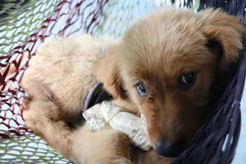 To name our Golden Retriever Puppy "Butthole"