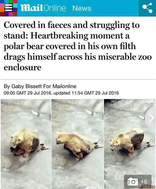 Save Polar Bear From Belgrade Zoo