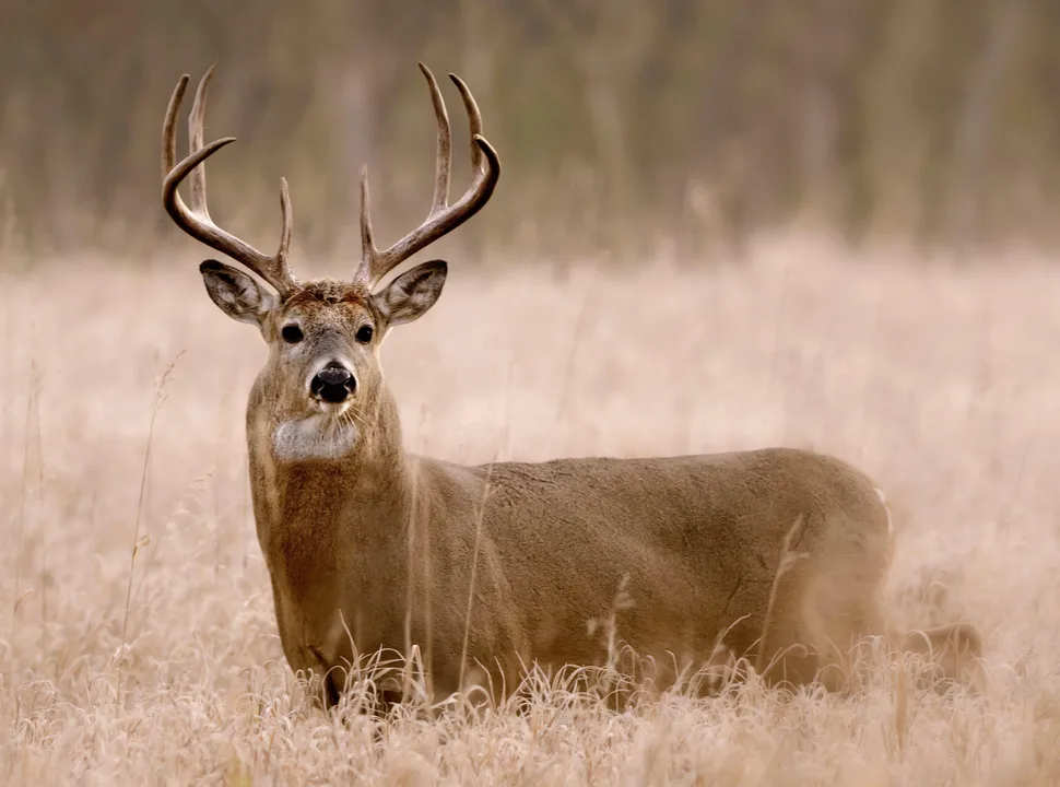 SC Upstate Hunters for Equal Hunting Seasons/Game Laws Statewide