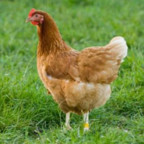 Bring Backyard Chickens to Cambridge