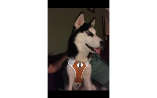 Save A Dog From The Pound