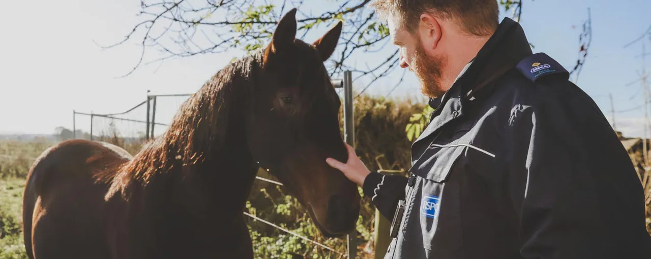 RSPCA and other animal organisations to attend horse sales in the uk