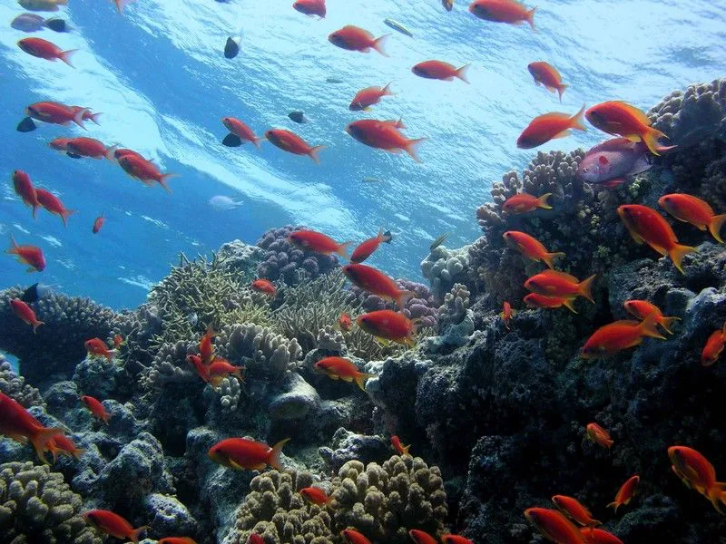 somalia's marine environment is a particularly sensitive sea area