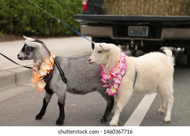 Pygmy Goat Petition