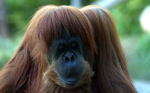 baboon needs babangs