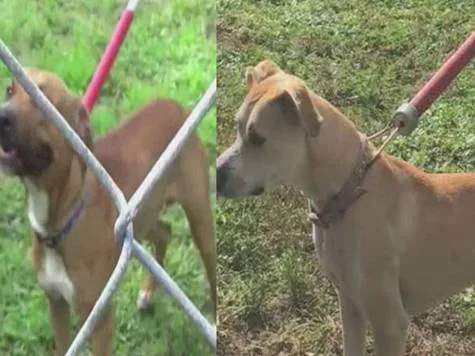 Two Port St. Lucie dogs impounded for barking at neighbor, could be euthanized