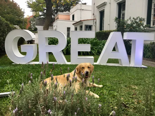 Provide help for Pets at Post