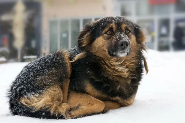 Felony Animal Cruelty Charge for Dogs Left Out in the Cold