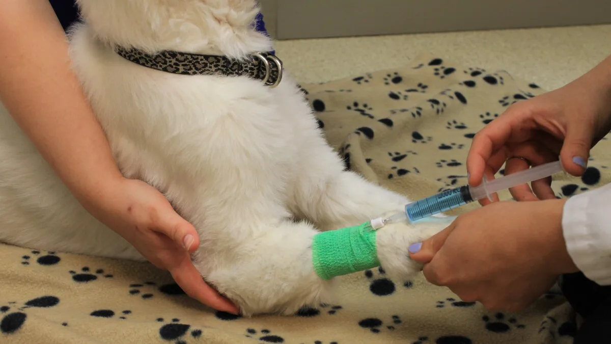 Petition to Make Gas Chamber for Animal Euthanasia Illegal in North Carolina