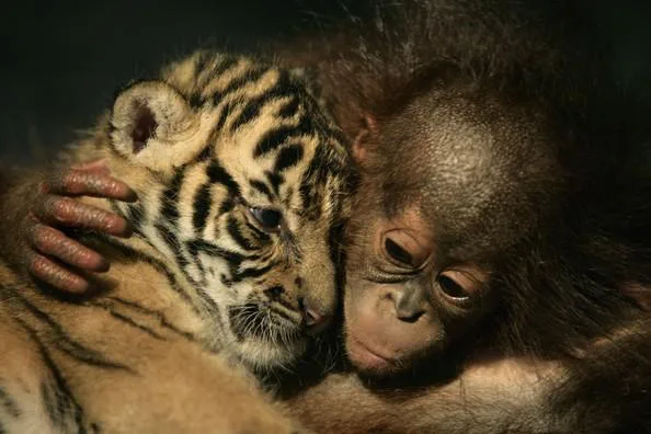 Deforestation-free Palm Oil