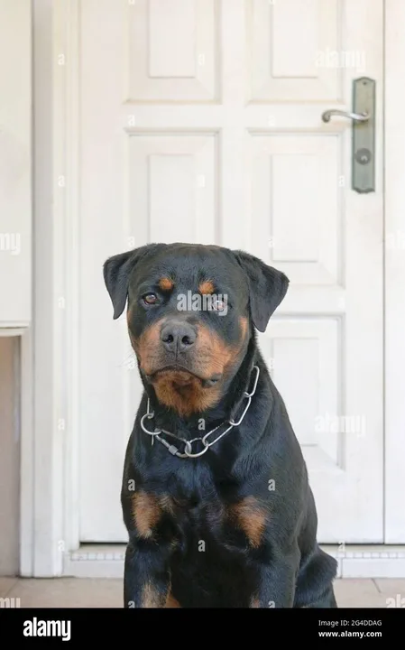 Stop Killing Dogs that Bite Burglars!