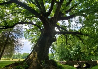Save T1 Havelock North's Historic Landmark Tree