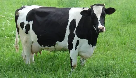 Petition for whole milk at umass