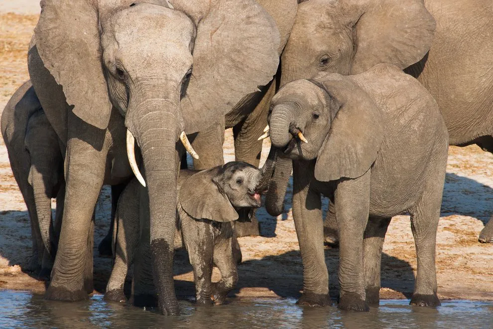 STOP THE MASS POACHING OF ELEPHANTS IN TANZANIA!