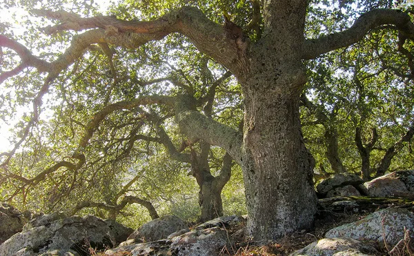 Save the Pasadena Glen Oak Trees!