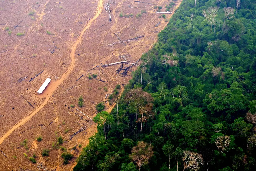 Deforestation a big environmental problem