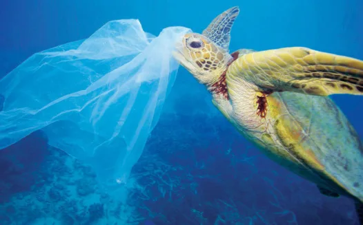 Take - Away Plastic: ban non-biodegradable packaging in takeaways 