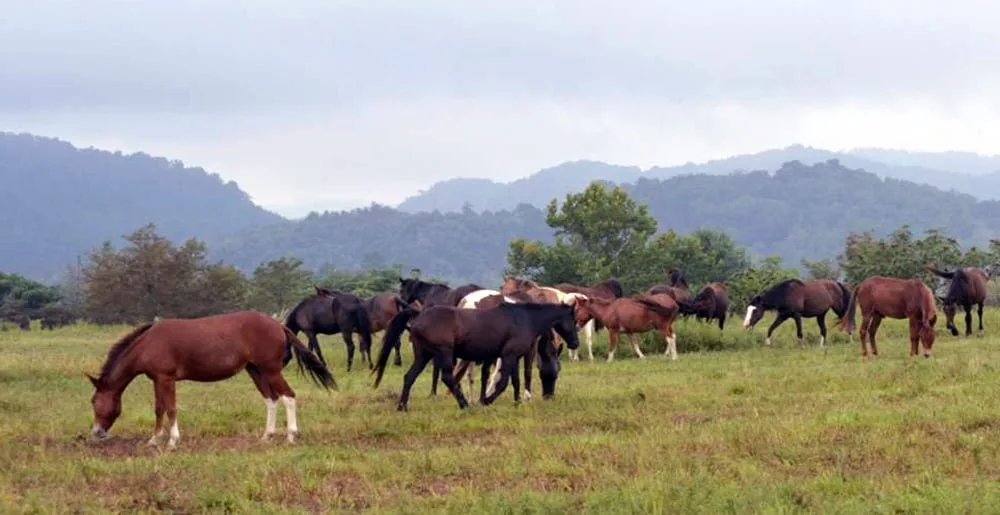Proyecto Caballos Libres
