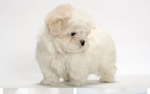Get Kat a Dog
