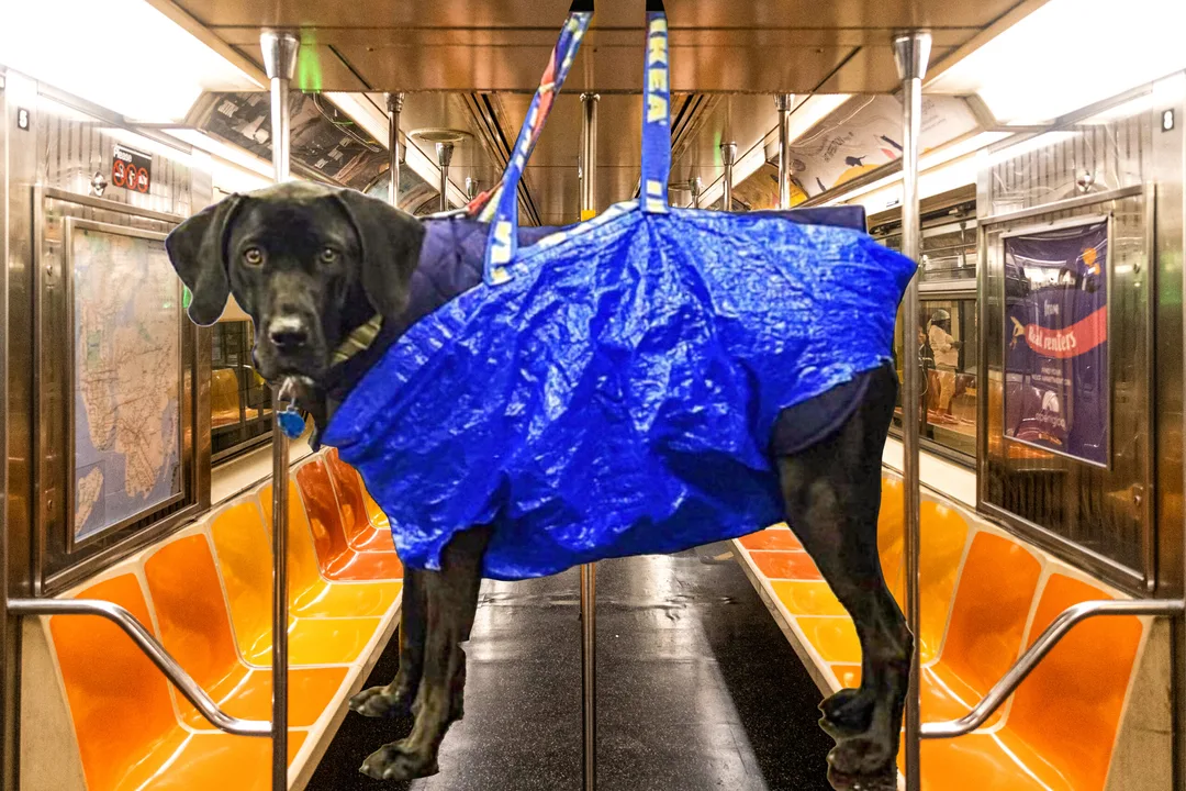 Is your dog a New Yorker? Let him ride the subway!