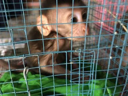 Shut Down Cruel Jogjakarta Animal Market (Indonesia)