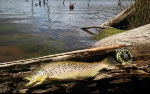 Do you support the Shooters, Fishers & Farmers Party's call for major investment into IFS Tasmania?