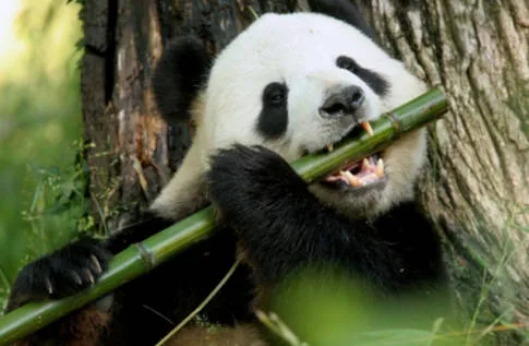 Save The Pandas in China