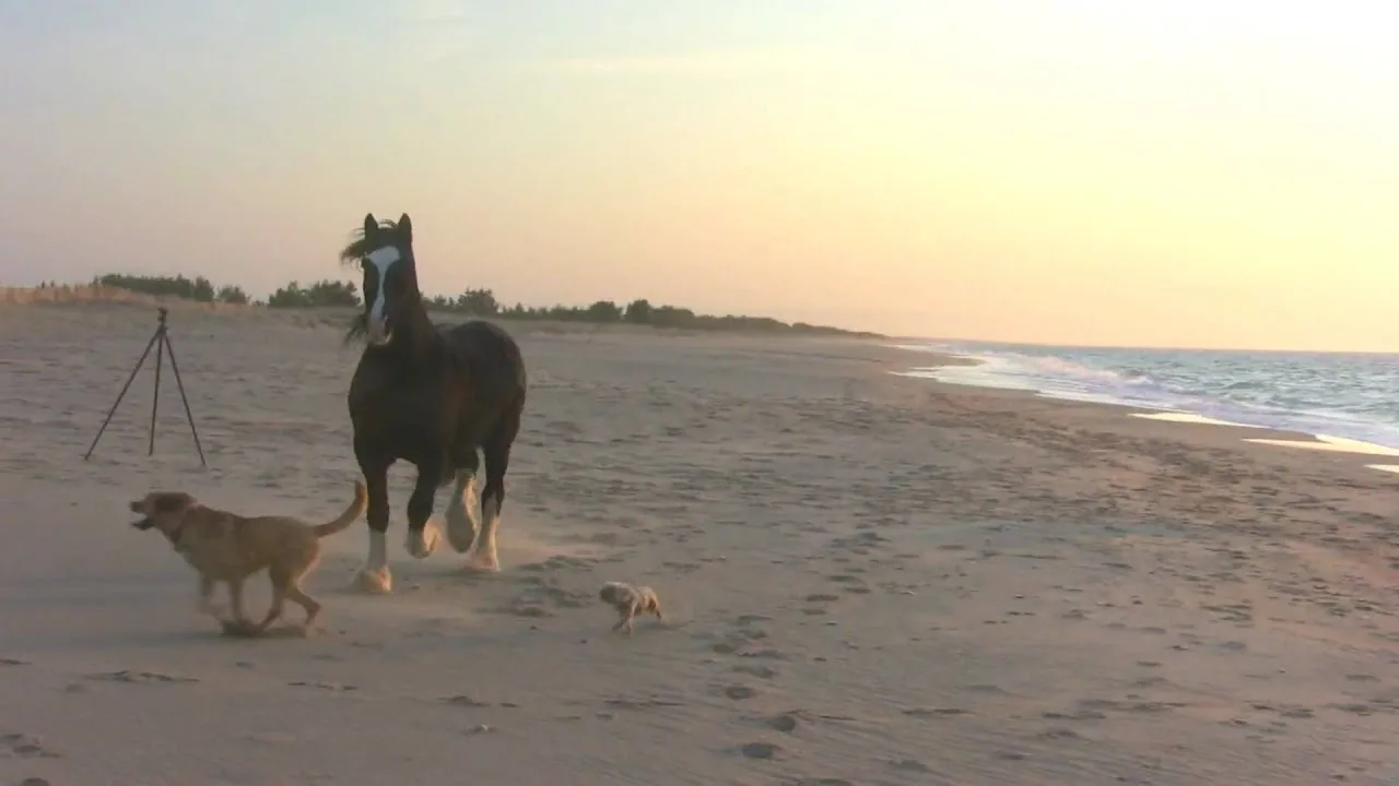 Petition to review the current laws with respect to recreational beach access for dogs and horses in Kurnell.