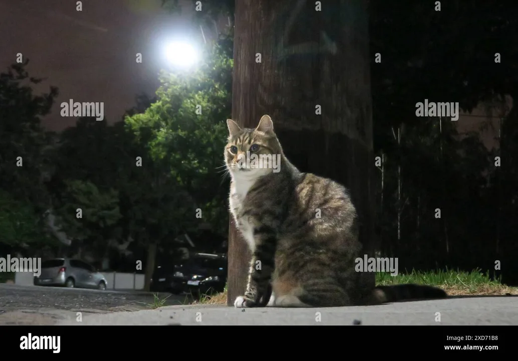 CAT CURFEW IN MELTON SHIRE