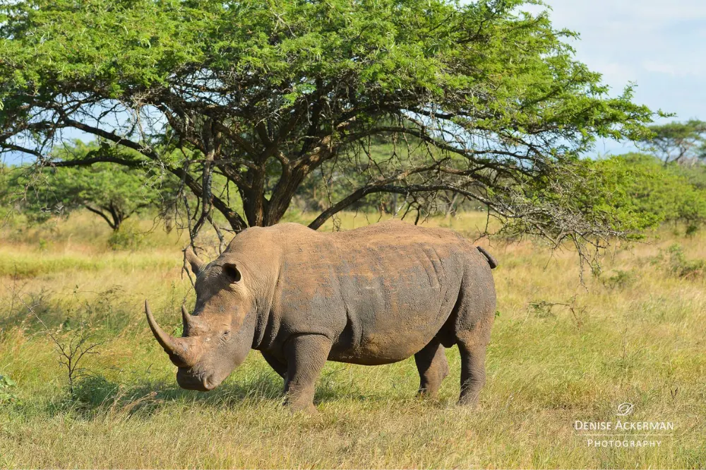 Stop the Rhino Poaching