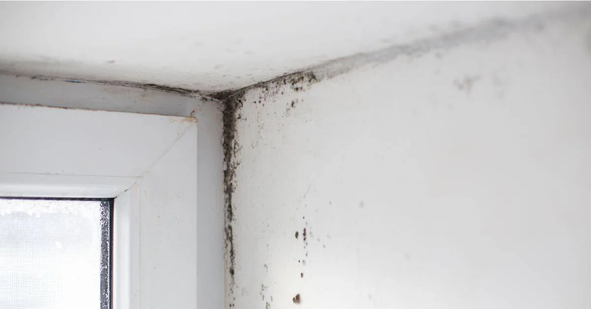 St. Louis Hall Conditions