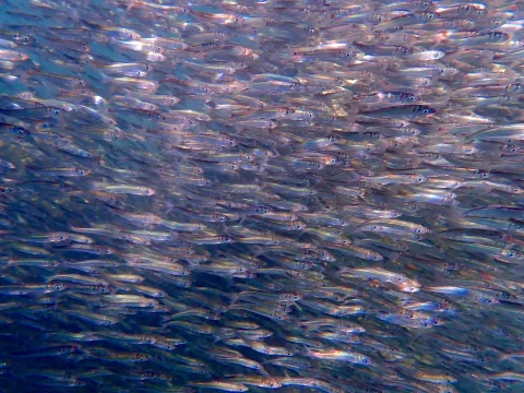 Add Herring to the Forage Fish Mangement Plan 