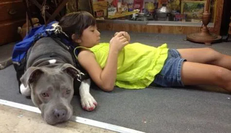 save the pitbulls (United States)
