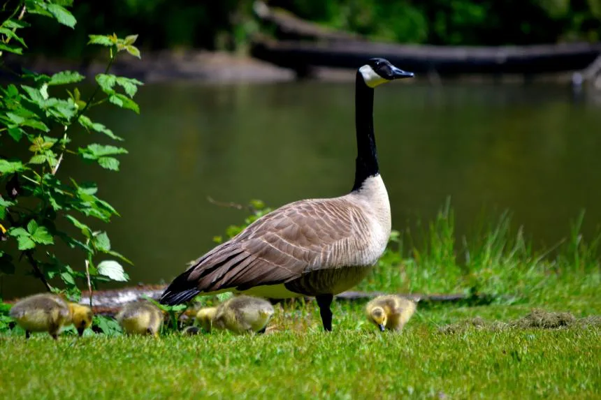 Save the Canada Goose