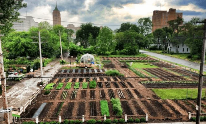 Starting a Urban Farming on Reel Street
