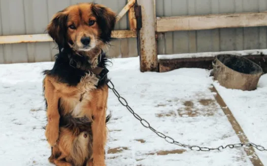 End Dog Tethering in Ossining!