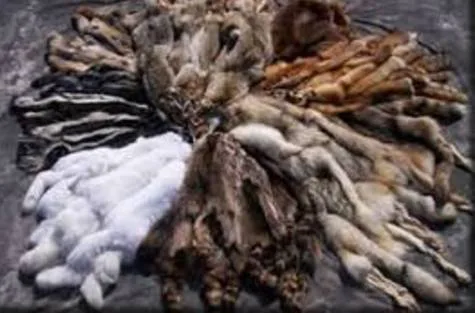 Anti Fur Club