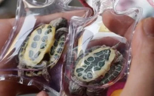 petition to stop the cruel selling of live animal keychains. it stops NOW