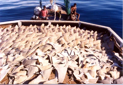Shark Fin Soup Should Be Banned