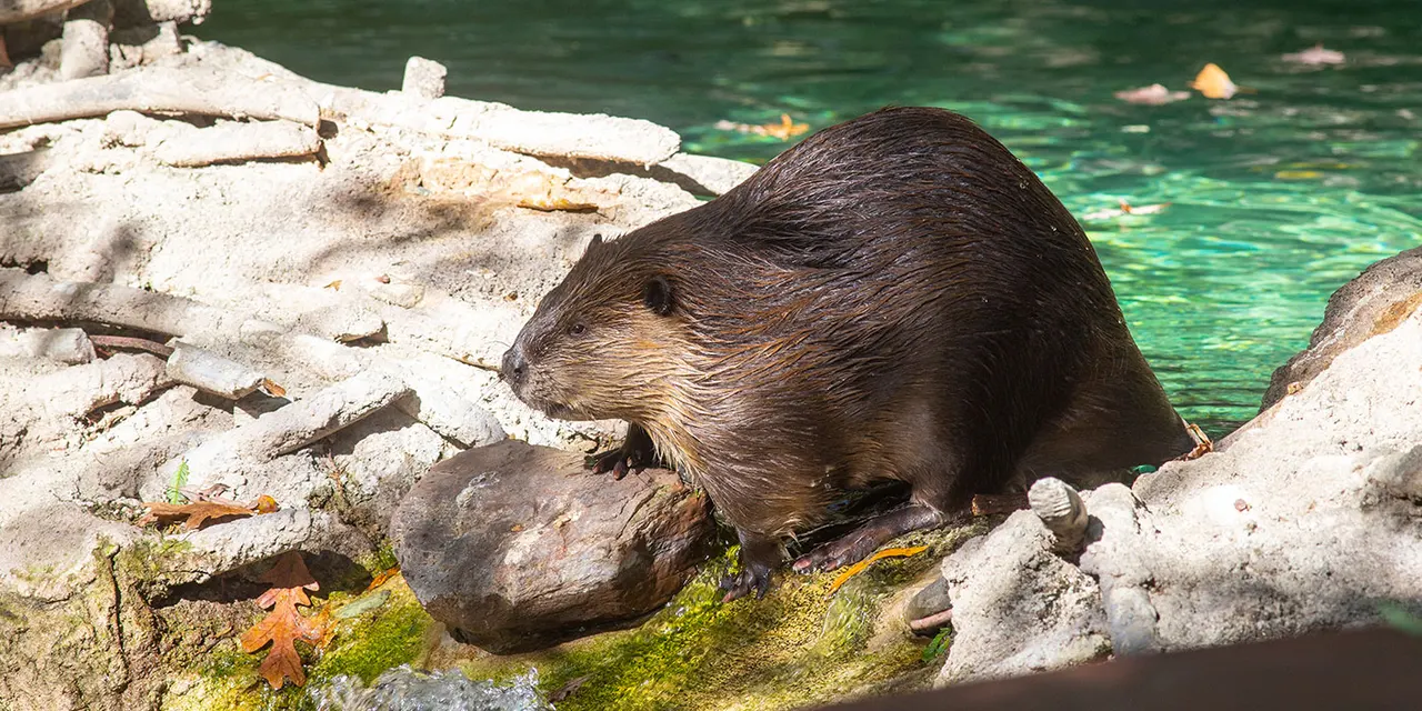prevent cruelty to beavers