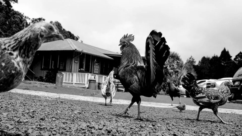 Out of Control Chicken & Cat Population in Upcountry Maui; done by one individual.