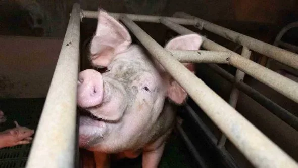 How save animals and world