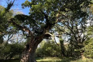 Clonsilla Village - Save Our Trees!