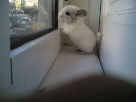 Get fait holla a chinchilla