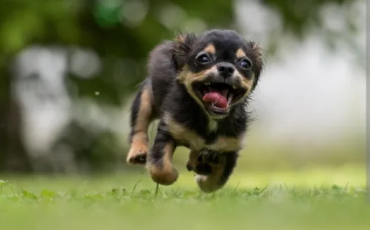 More Dog Zones for Fort Sask