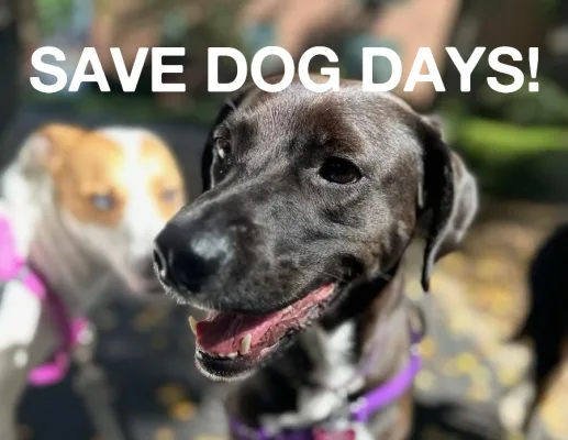 BRING BACK DOG DAYS!