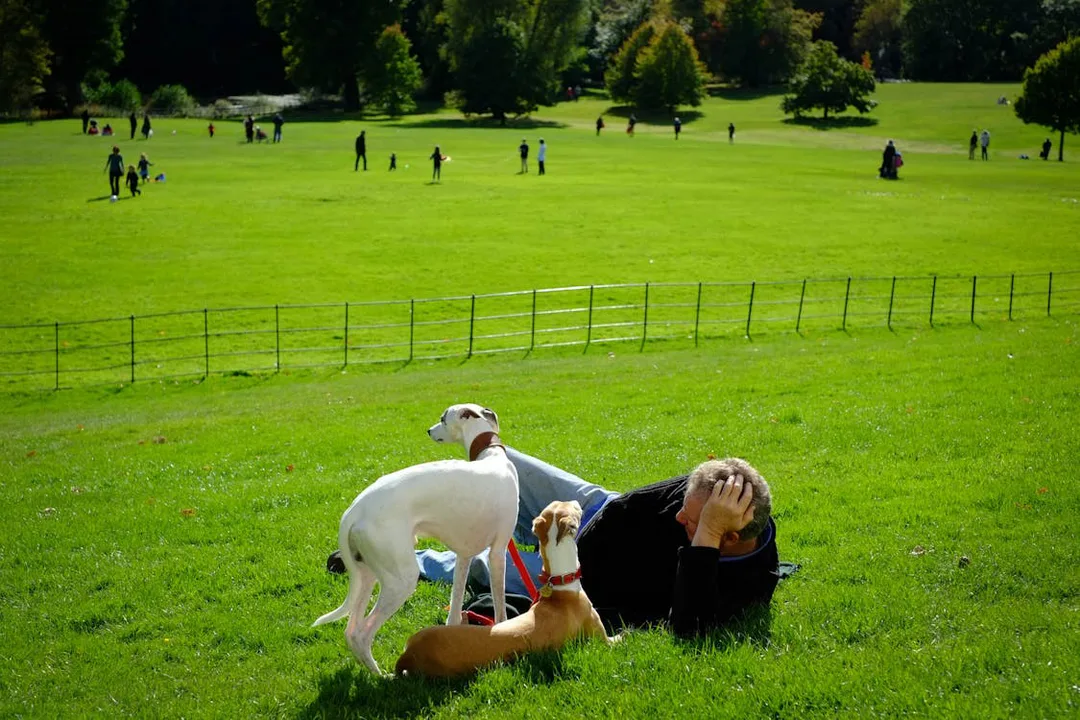 Good Glossop Dogs - Say NO to dogs on leads in parks